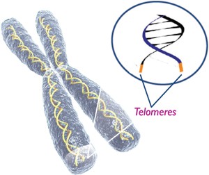 http://www.spectracell.com/media/uploaded/t/0e2060371_telomeres.jpg